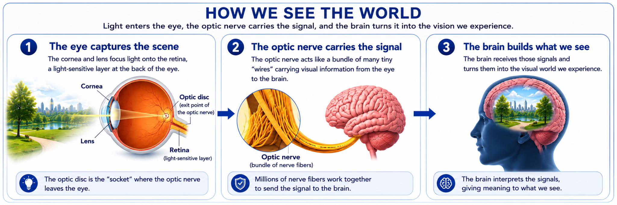 Illustration showing light entering the eye, retinal signals passing through the optic disc and optic nerve, and the brain creating the visual world.